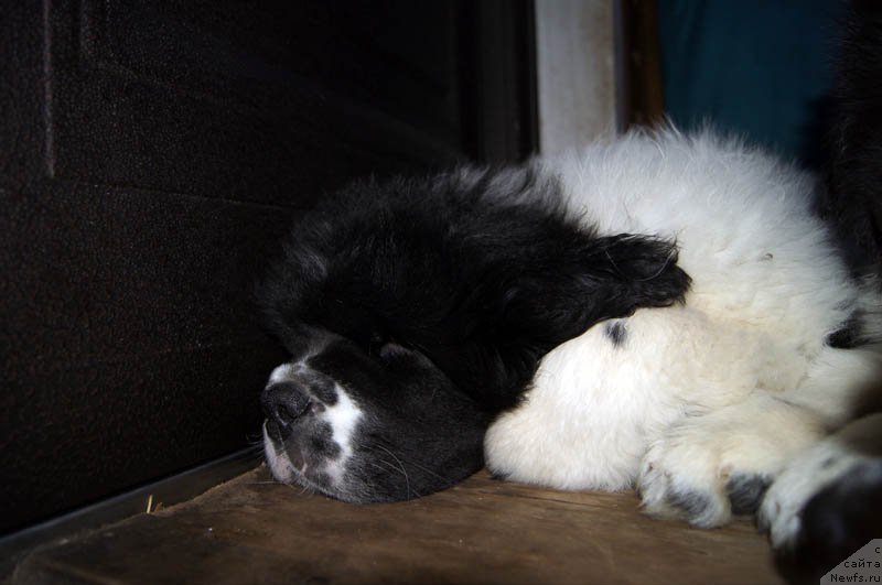 Фотография № 168281