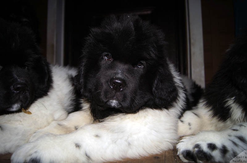 Фото: ньюфаундленд Super Bizon Matil'da (Супер Бизон Матильда)