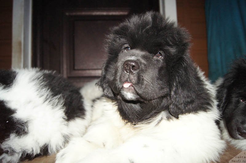 Фото: ньюфаундленд Super Bizon Matil'da (Супер Бизон Матильда)