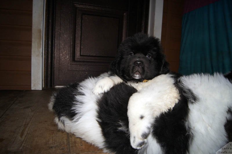 Фото: ньюфаундленд Super Bizon Melodiya (Супер Бизон Мелодия)