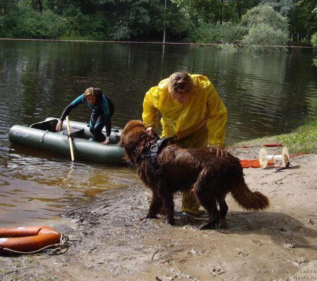 Фото: Рахматова Лиля, ньюфаундленд YUdjin s Berega Dona (Юджин с Берега Дона)