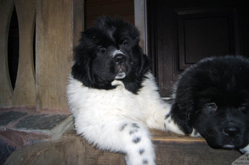 Фото: ньюфаундленд Super Bizon Malina (Супер Бизон Малина)