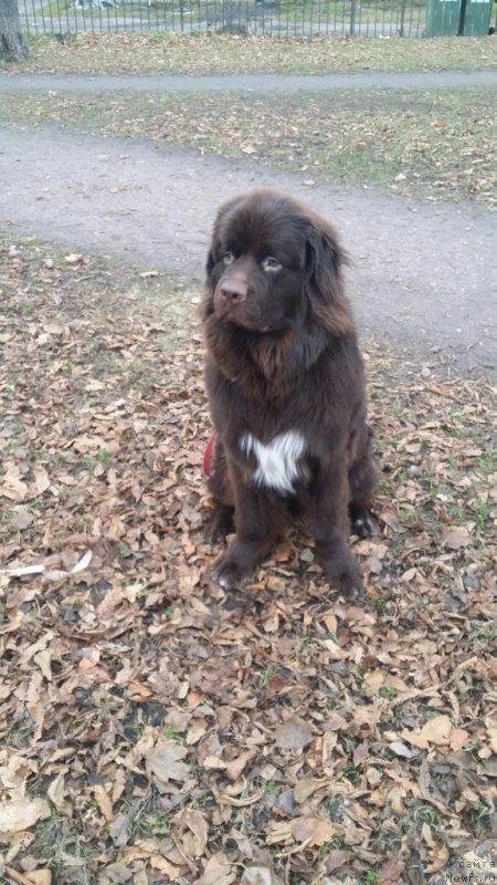 Фото: ньюфаундленд Velyke Malyatko Dnister