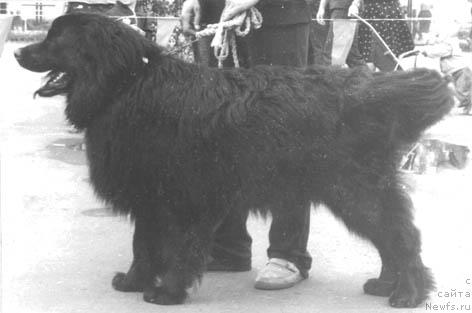 Фото: ньюфаундленд Nurek (Нурек)