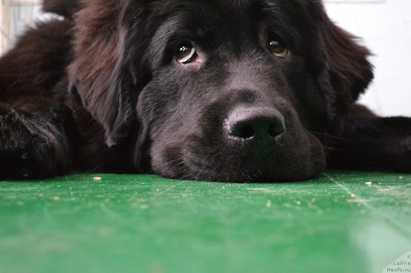 Фото: ньюфаундленд Piternyuf Ideas For Life (Питерньюф Идеас Фор Лифе)