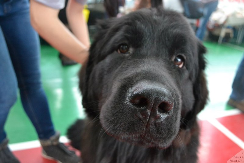 Фото: ньюфаундленд Piternyuf Ideas For Life (Питерньюф Идеас Фор Лифе)