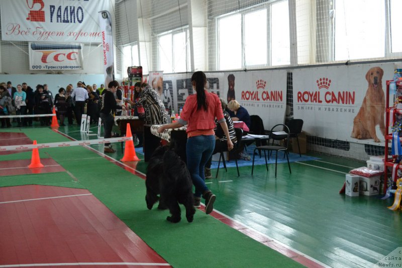 Фото: ньюфаундленд Piternyuf Ideas For Life (Питерньюф Идеас Фор Лифе)