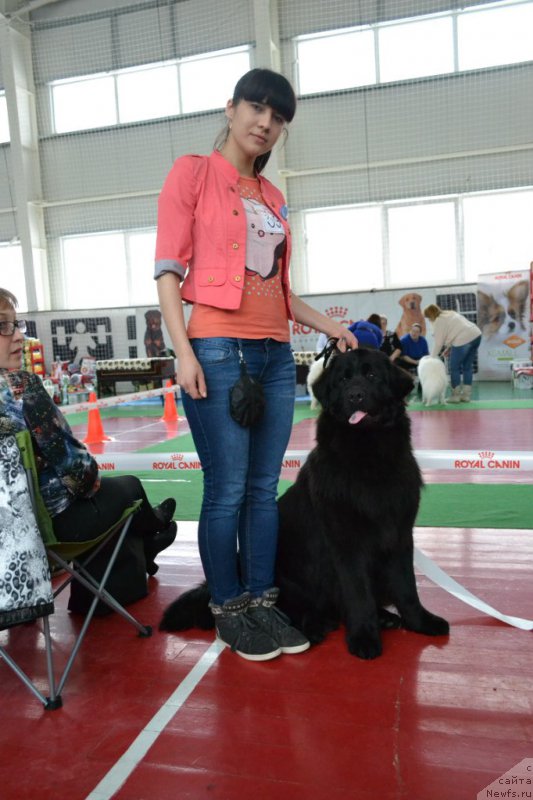 Фото: ньюфаундленд Piternyuf Ideas For Life (Питерньюф Идеас Фор Лифе)