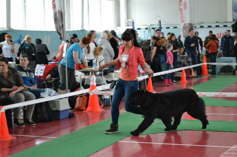 Фото: ньюфаундленд Piternyuf Ideas For Life (Питерньюф Идеас Фор Лифе)