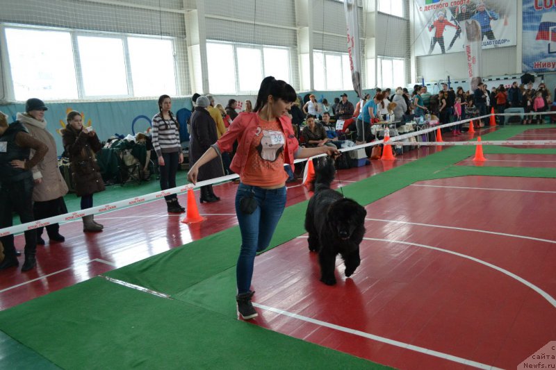 Фото: ньюфаундленд Piternyuf Ideas For Life (Питерньюф Идеас Фор Лифе)