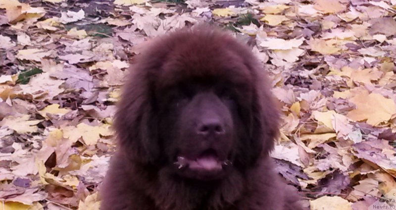 Фотография № 168335