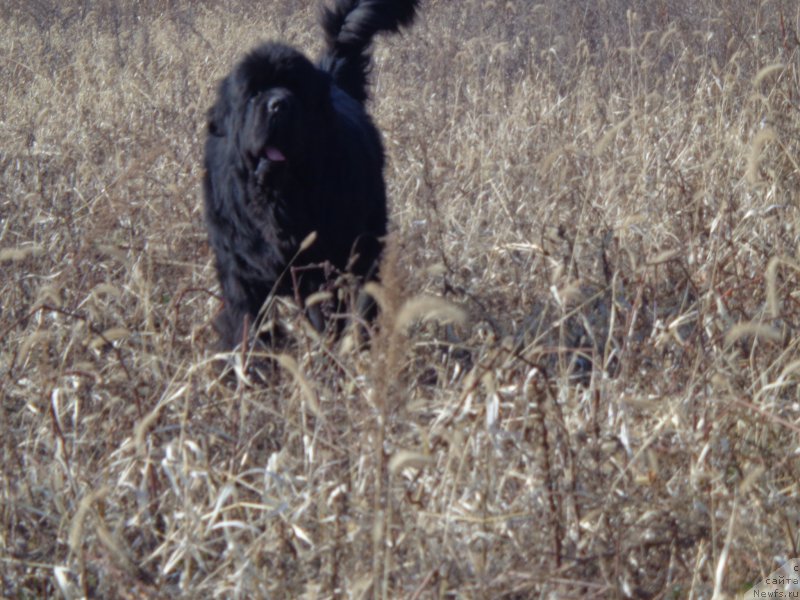 Фото: ньюфаундленд Super Premium Mikado (Супер Премиум Микадо)