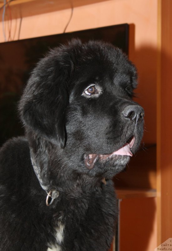 Фото: ньюфаундленд Beguschaya po Volnam Сhart Topper (Бегущая по Волнам Чарт Топпер)