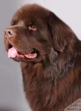 Фото: ньюфаундленд Ais Cream Ambassador