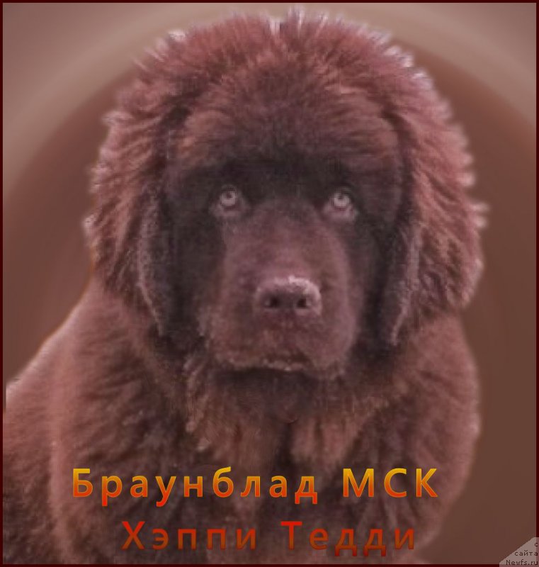 Фото: ньюфаундленд Brownblood MSK Happy Teddy (Браунблад МСК Хэппи Тедди)