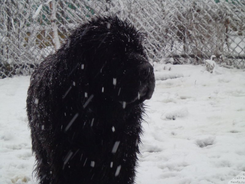 Фото: ньюфаундленд Viski Red Label Veps (Виски Ред Лейбл Вепс)