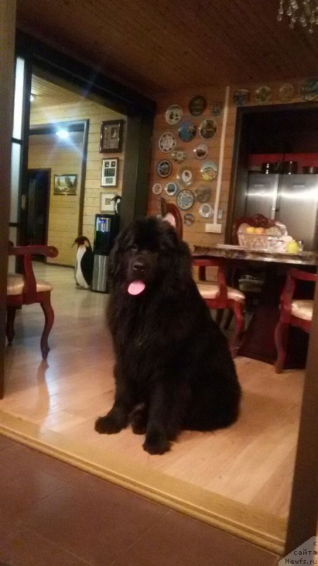 Фото: ньюфаундленд Eka Kralja s Berega Dona (Эка Краля с Берега Дона)