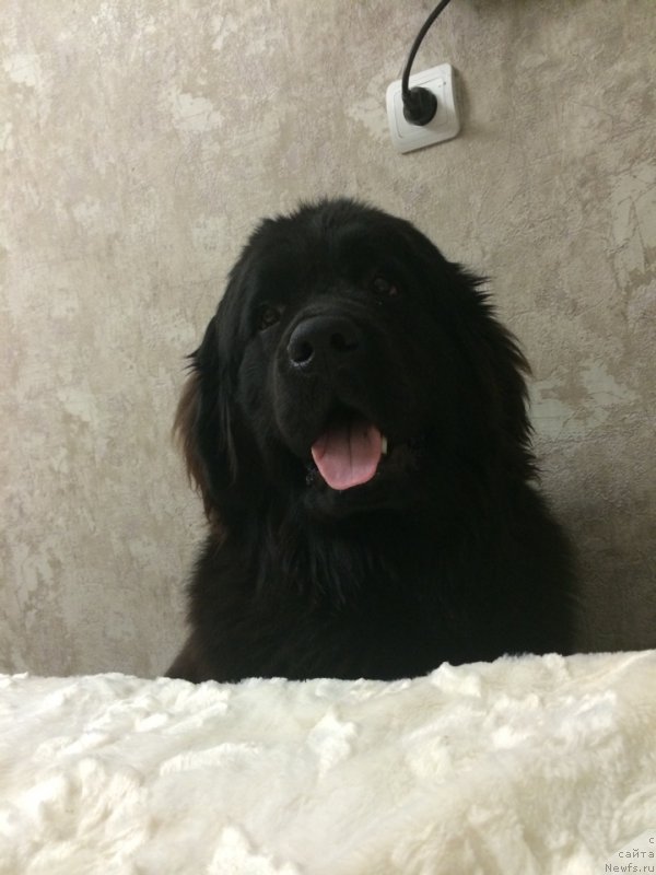 Фото: ньюфаундленд Eto Schast'e s Berega Dona (Это Счастье с Берега Дона)