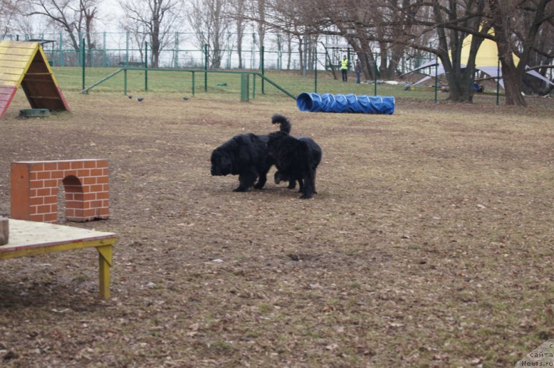 Фото: ньюфаундленд Chernyj Chank s Berega Dona (Черный Чанк с Берега Дона), ньюфаундленд Beguschaya po Volnam Vizantiya de Lyuks (Бегущая по Волнам Византия де Люкс)