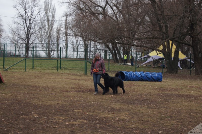 Фото: Irina Skladnova (Ирина Складнова), ньюфаундленд Chernyj Chank s Berega Dona (Черный Чанк с Берега Дона)