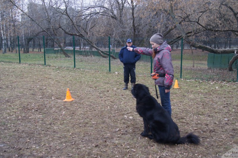 Фото: Irina Skladnova (Ирина Складнова), ньюфаундленд Chernyj Chank s Berega Dona (Черный Чанк с Берега Дона)