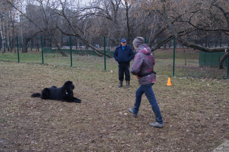 Фото: Irina Skladnova (Ирина Складнова), ньюфаундленд Chernyj Chank s Berega Dona (Черный Чанк с Берега Дона)