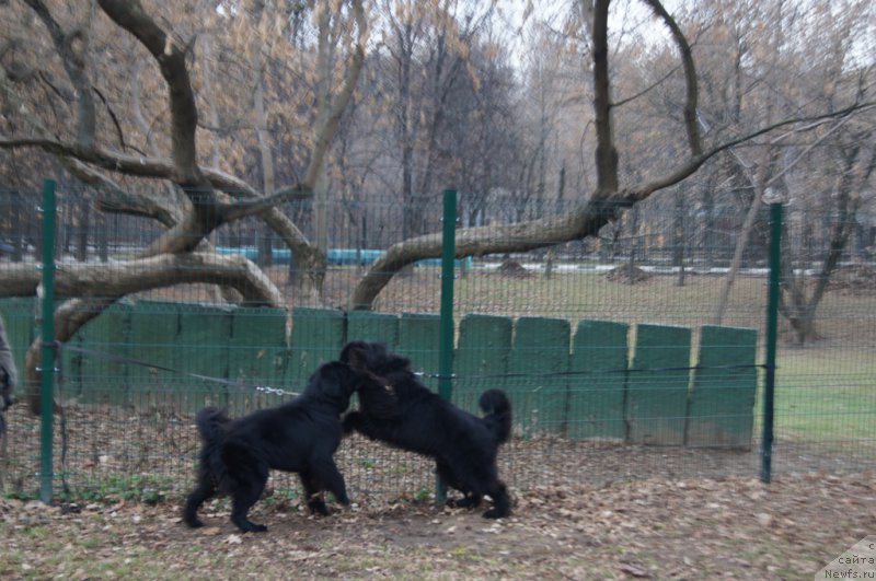 Фото: ньюфаундленд Chernyj Chank s Berega Dona (Черный Чанк с Берега Дона), ньюфаундленд Laymar Seynari (Лаймар Сейнари)