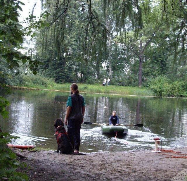 Фото: Жаков Александр, ньюфаундленд Sent Djons Djudi (Сент Джонс Джуди)