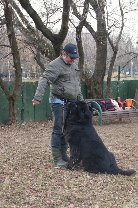 Фото: Andrey Vasil'cov (Андрей Васильцов), ньюфаундленд Laymar Seynari (Лаймар Сейнари)