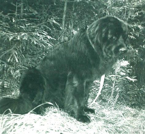 Фото: ньюфаундленд Zigfrid Ven Vens (Зигфрид Вен Венс)