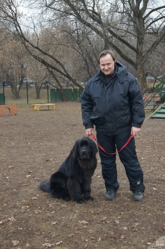 Фото: ньюфаундленд Sent Djons Larel Leolanda (Сент Джонс Ларель Леоланда), Леонид