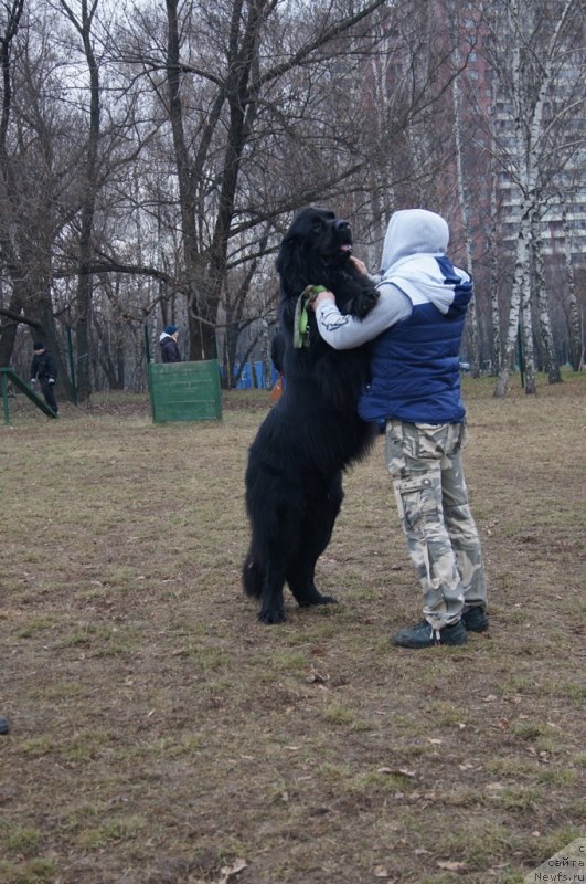 Фото: Валера, ньюфаундленд Chisty Brilliant Amigo (Чистый Бриллиант Амиго)