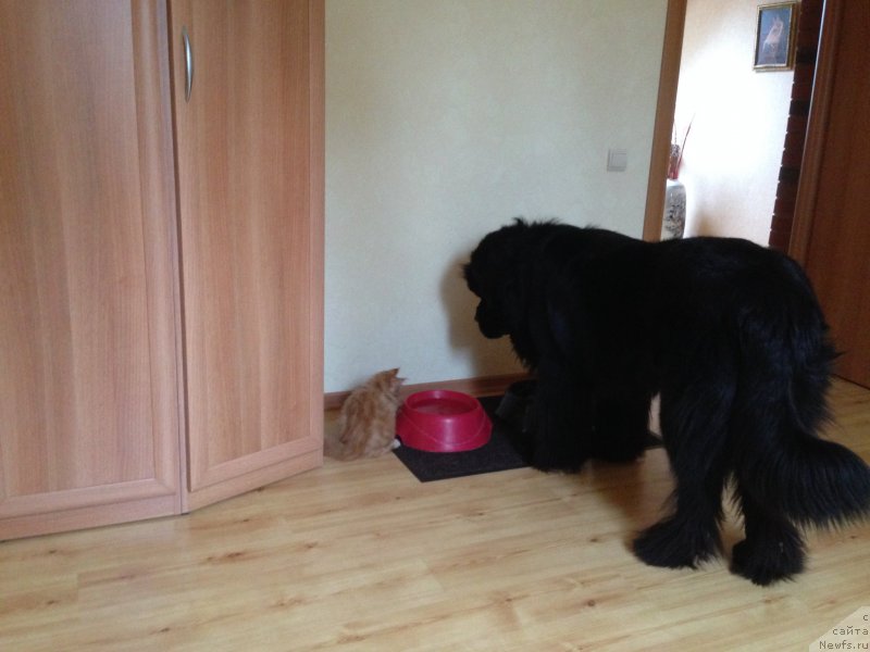 Фото: ньюфаундленд Restayling From SHipmyen (Рестайлинг Фром Шипмэн)