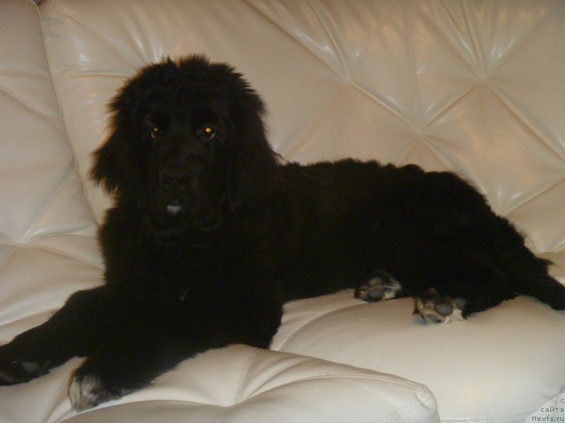 Фото: ньюфаундленд Super Premium Regata (Супер Премиум Регата)