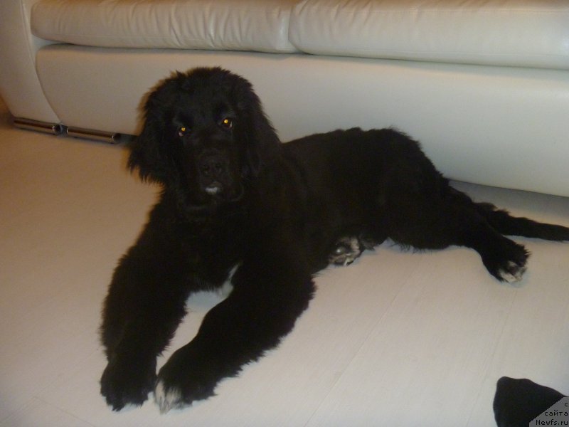 Фото: ньюфаундленд Super Premium Regata (Супер Премиум Регата)