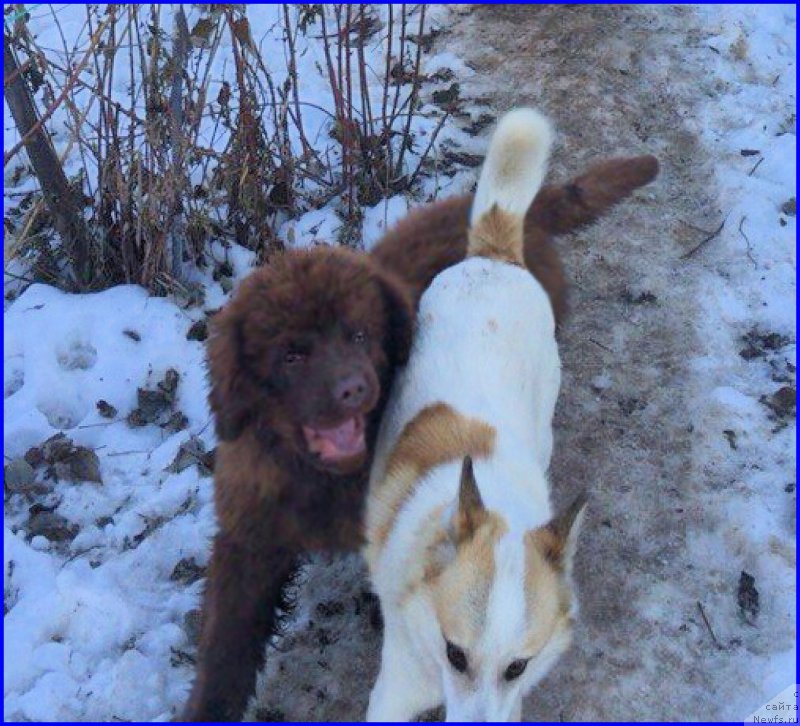 Фото: ньюфаундленд Brownblood MSK Hakim Gold Haydar (Браунблад МСК Хаким Голд Хайдар), ВАНЕЧКА