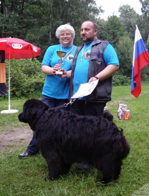 Фото: ньюфаундленд Smigar Talara (Смигар Талара)