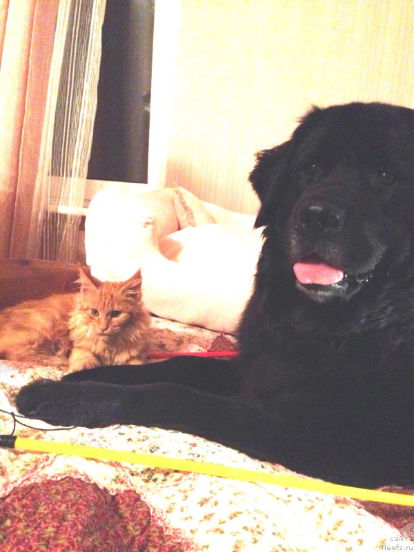 Фото: ньюфаундленд Bonni Flayt (Бонни Флайт)