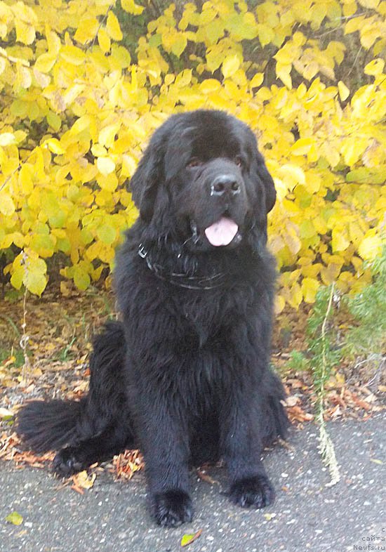 Фото: ньюфаундленд Super Bizon Danhill (Супер Бизон Данхилл)