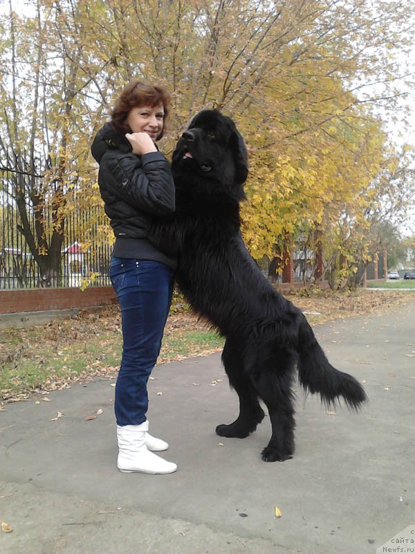 Фото: ньюфаундленд Super Bizon Danhill (Супер Бизон Данхилл)