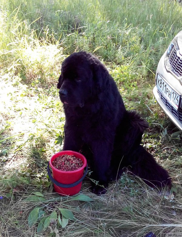 Фото: ньюфаундленд Super Bizon Danhill (Супер Бизон Данхилл)