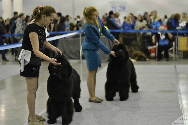 Фото: ньюфаундленд Toptyzhka Galatea Morskaya Nereida (Топтыжка Галатея Морская Нереида), ньюфаундленд Aquatoriya Kelvin Fiona (Акватория Келвин Фиона)
