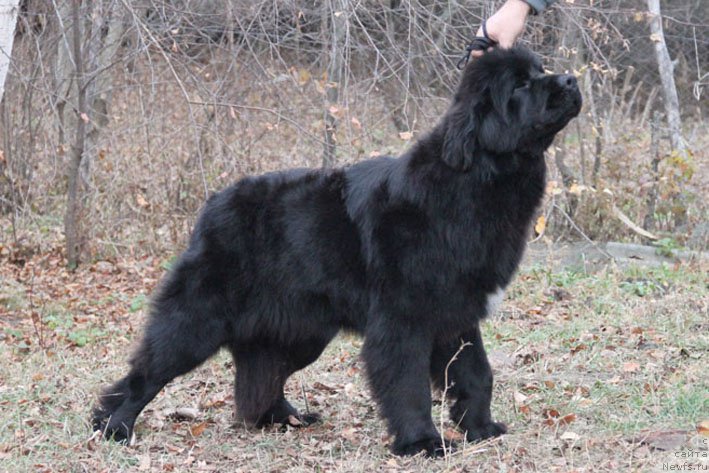 Фото: ньюфаундленд Scha-Da s Berega Dona (Ща-Да с Берега Дона)