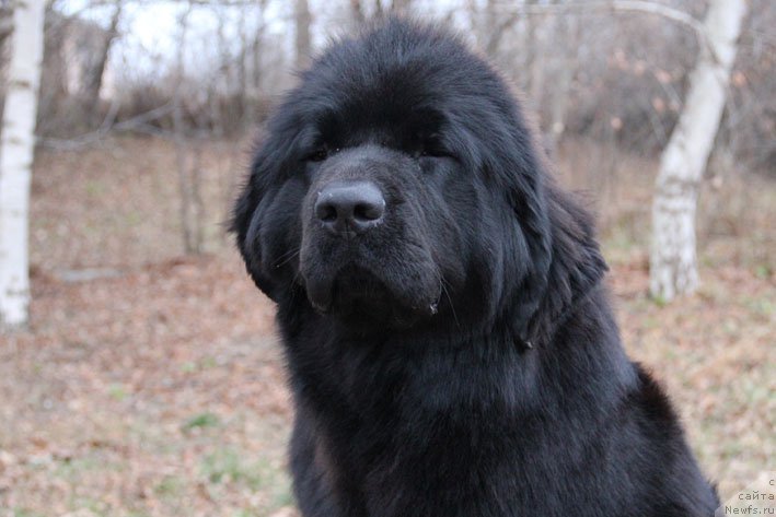 Фото: ньюфаундленд Scha-Da s Berega Dona (Ща-Да с Берега Дона)