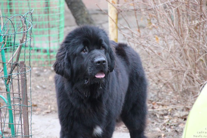 Фото: ньюфаундленд Scha-Da s Berega Dona (Ща-Да с Берега Дона)