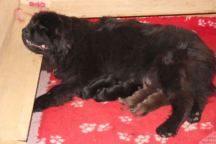 Фото: ньюфаундленд Kingova Doch s Berega Dona (Кингова Дочь с Берега Дона), В-помет