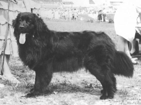 Фото: ньюфаундленд Kamilla Jan (Камилла Жан)