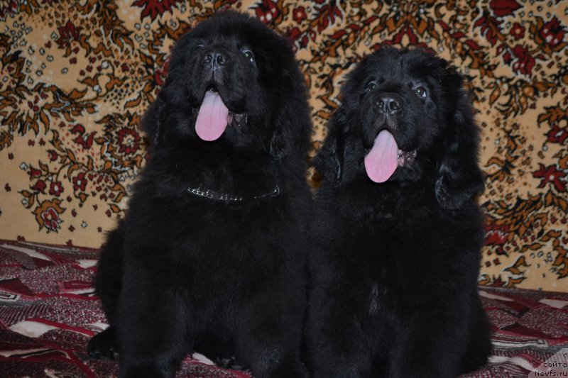 Фото: ньюфаундленд Nikol' Krasavica Vyatki (Николь Красавица Вятки), ньюфаундленд Nazar Vyatskiy Medved (Назар Вятский Медведь)