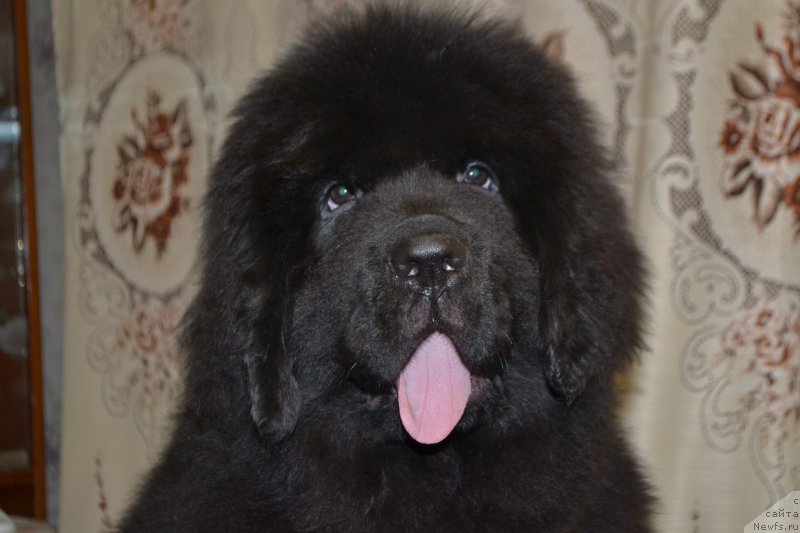 Фото: ньюфаундленд Nazar Vyatskiy Medved (Назар Вятский Медведь)