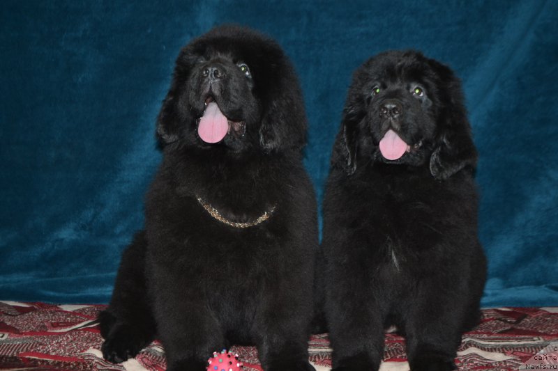 Фото: ньюфаундленд Nazar Vyatskiy Medved (Назар Вятский Медведь), ньюфаундленд Nikol' Krasavica Vyatki (Николь Красавица Вятки)